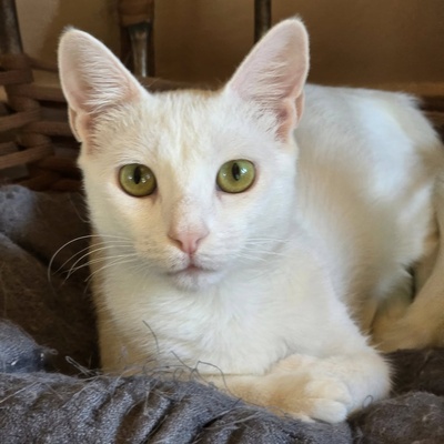 Kätzchen Pearl wünscht sich eine Familie, EKH - Katze