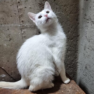 Kätzchen Pearl wünscht sich eine Familie, EKH - Katze