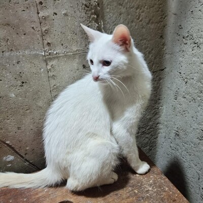 Kätzchen Pearl wünscht sich eine Familie, EKH - Katze