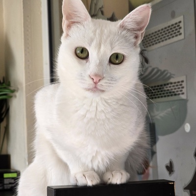 Kätzchen Pearl wünscht sich eine Familie, EKH - Katze