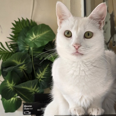 Kätzchen Pearl wünscht sich eine Familie, EKH - Katze