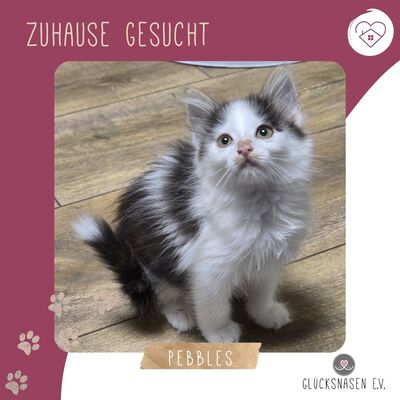 Kätzchen Pebbles sucht ihr eigenes Körbchen, EKH Jungtier - Katze