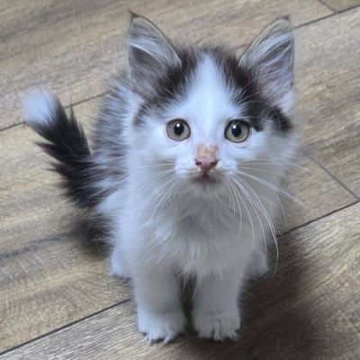 Kätzchen Pebbles sucht ihr eigenes Körbchen, EKH Jungtier - Katze