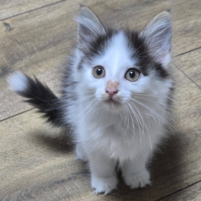 Kätzchen Pebbles sucht ihr eigenes Körbchen, EKH Jungtier - Katze