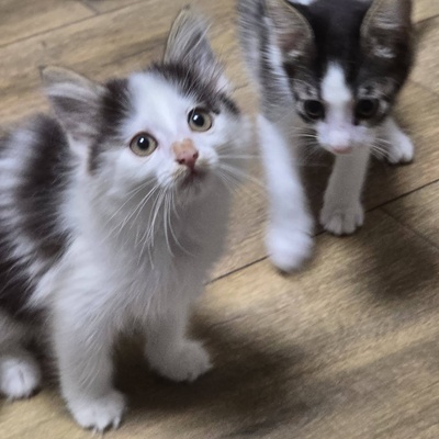 Kätzchen Pebbles sucht ihr eigenes Körbchen, EKH Jungtier - Katze