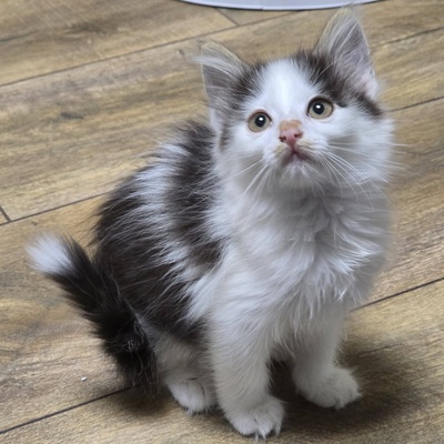 Kätzchen Pebbles sucht ihr eigenes Körbchen, EKH Jungtier - Katze