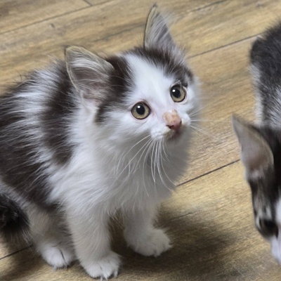 Kätzchen Pebbles sucht ihr eigenes Körbchen, EKH Jungtier - Katze