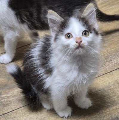 Kätzchen Pebbles sucht ihr eigenes Körbchen, EKH Jungtier - Katze