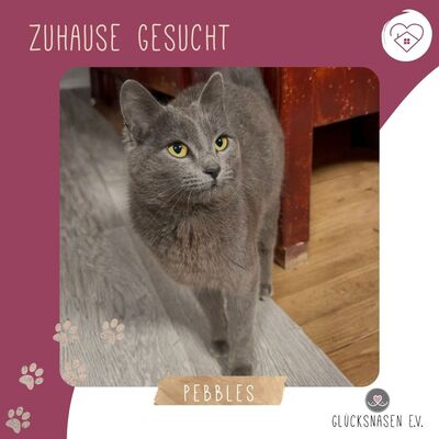 Kätzchen Pebbles sucht ihre lieben Menschen