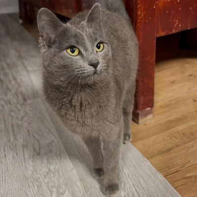 Kätzchen Pebbles sucht ihre lieben Menschen, EKH Jungtier - Katze