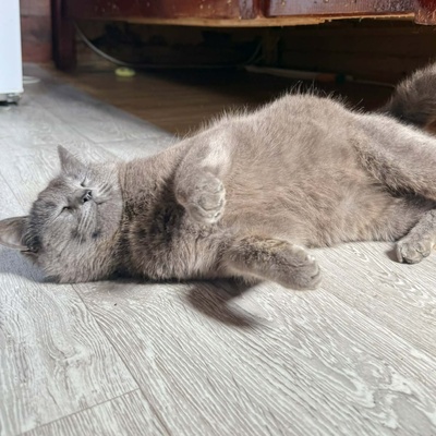 Kätzchen Pebbles sucht ihre lieben Menschen, EKH Jungtier - Katze