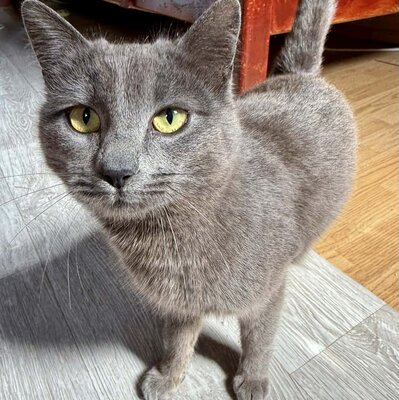 Kätzchen Pebbles sucht ihre lieben Menschen, EKH Jungtier - Katze