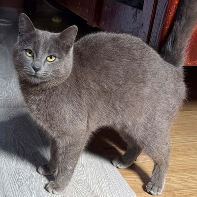 Kätzchen Pebbles sucht ihre lieben Menschen, EKH Jungtier - Katze