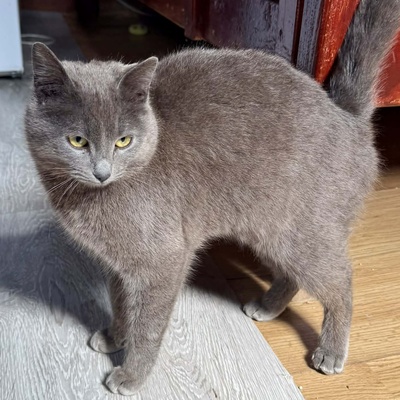 Kätzchen Pebbles sucht ihre lieben Menschen, EKH Jungtier - Katze