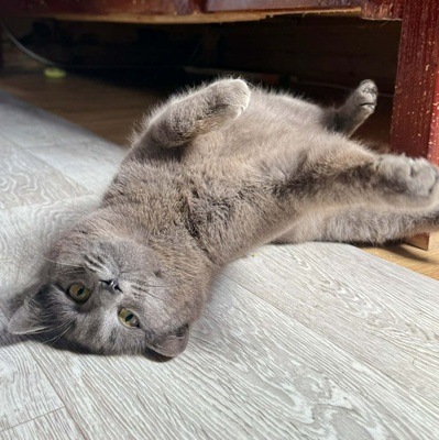 Kätzchen Pebbles sucht ihre lieben Menschen, EKH Jungtier - Katze