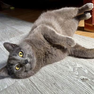 Kätzchen Pebbles sucht ihre lieben Menschen, EKH Jungtier - Katze