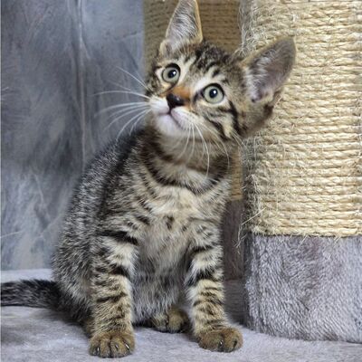 Kätzchen Pico und Pepe möchten Dich verzaubern, EKH Jungtier - Kater