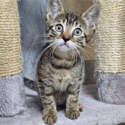 Kätzchen Pico und Pepe möchten Dich verzaubern, EKH Jungtier - Kater