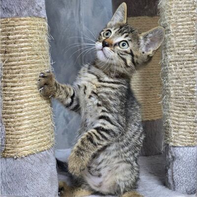 Kätzchen Pico und Pepe möchten Dich verzaubern, EKH Jungtier - Kater