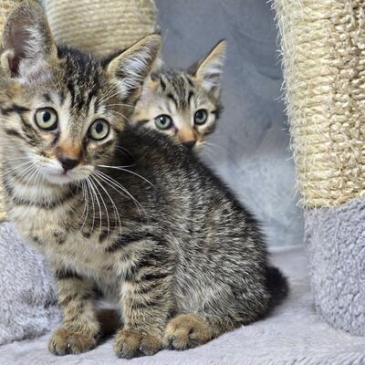Kätzchen Pico und Pepe möchten Dich verzaubern, EKH Jungtier - Kater