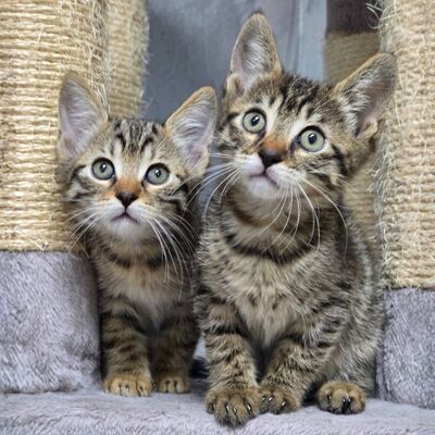 Kätzchen Pico und Pepe möchten Dich verzaubern, EKH Jungtier - Kater