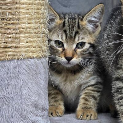 Kätzchen Pico und Pepe möchten Dich verzaubern, EKH Jungtier - Kater