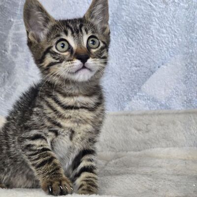 Kätzchen Pico und Pepe möchten Dich verzaubern, EKH Jungtier - Kater