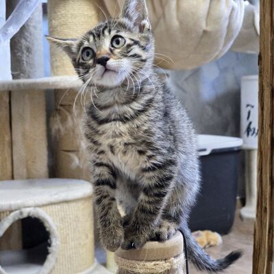 Kätzchen Pico und Pepe möchten Dich verzaubern, EKH Jungtier - Kater