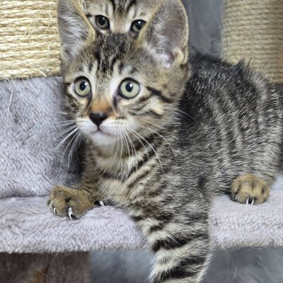 Kätzchen Pico und Pepe möchten Dich verzaubern, EKH Jungtier - Kater