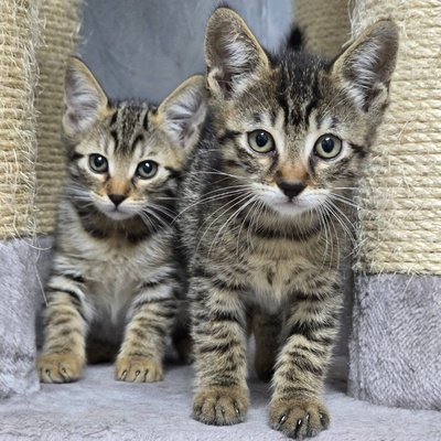 Kätzchen Pico und Pepe möchten Dich verzaubern, EKH Jungtier - Kater