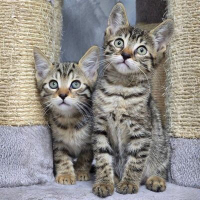 Kätzchen Pico und Pepe möchten Dich verzaubern, EKH Jungtier - Kater