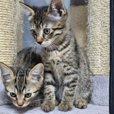 Kätzchen Pico und Pepe möchten Dich verzaubern, EKH Jungtier - Kater