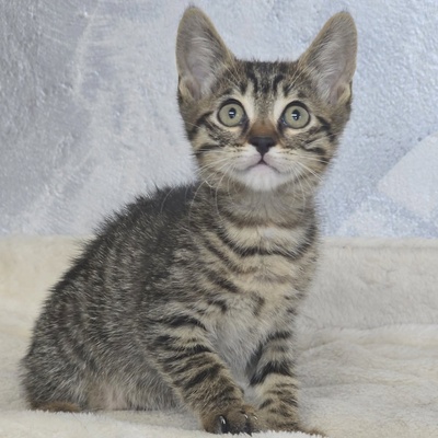 Kätzchen Pico und Pepe möchten Dich verzaubern, EKH Jungtier - Kater