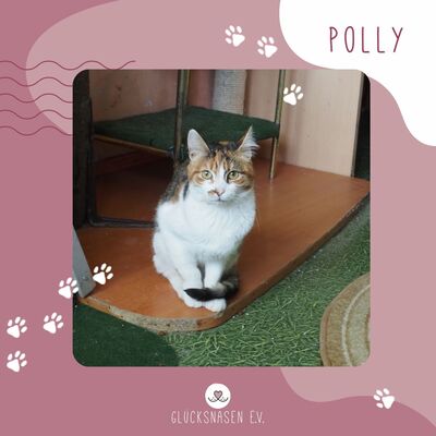 Kätzchen Polly sucht sehnsüchtig nach Dir, EKH - Katze