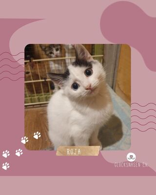 Kätzchen Roja möchte Dein Herz erobern