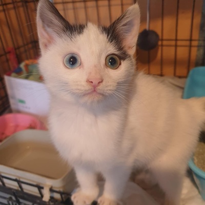 Kätzchen Roja möchte Dein Herz erobern, EKH Jungtier - Katze