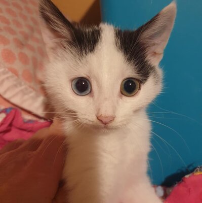 Kätzchen Roja möchte Dein Herz erobern, EKH Jungtier - Katze