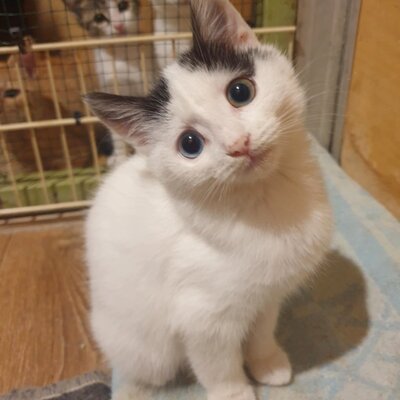 Kätzchen Roja möchte Dein Herz erobern, EKH Jungtier - Katze