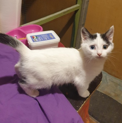 Kätzchen Roja möchte Dein Herz erobern, EKH Jungtier - Katze