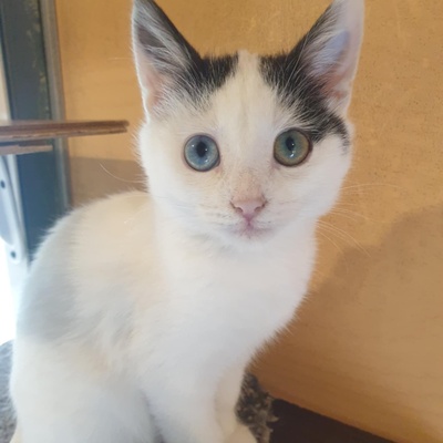 Kätzchen Roja möchte Dein Herz erobern, EKH Jungtier - Katze