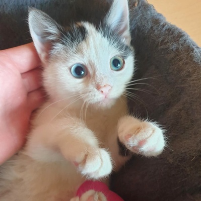 Kätzchen Roja möchte Dein Herz erobern, EKH Jungtier - Katze