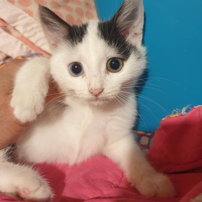 Kätzchen Roja möchte Dein Herz erobern, EKH Jungtier - Katze