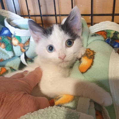 Kätzchen Roja möchte Dein Herz erobern, EKH Jungtier - Katze