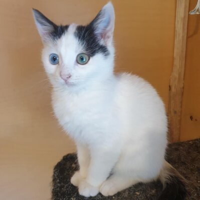 Kätzchen Roja möchte Dein Herz erobern, EKH Jungtier - Katze