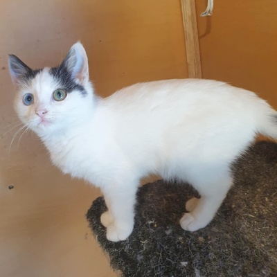 Kätzchen Roja möchte Dein Herz erobern, EKH Jungtier - Katze