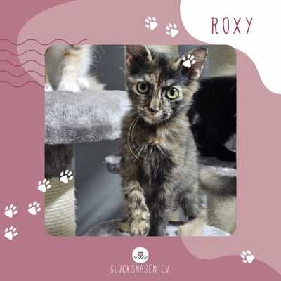 Kätzchen Roxy ist bereit für Deine Welt, EKH Jungtier - Katze