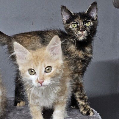 Kätzchen Roxy ist bereit für Deine Welt, EKH Jungtier - Katze