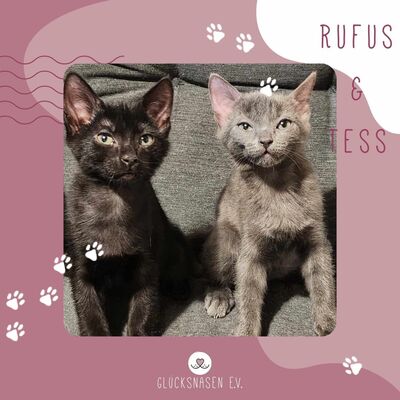 Kätzchen Rufus und Tess kuscheln gern, EKH Jungtier - Kater 1