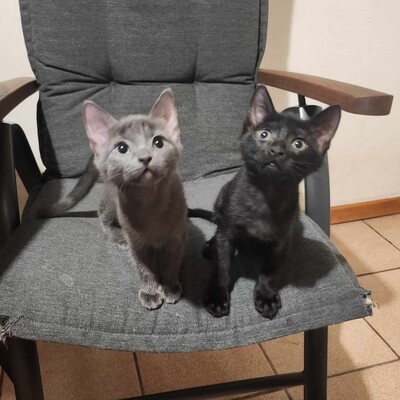 Kätzchen Rufus und Tess kuscheln gern, EKH Jungtier - Kater