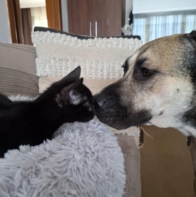 Kätzchen Rufus und Tess kuscheln gern, EKH Jungtier - Kater